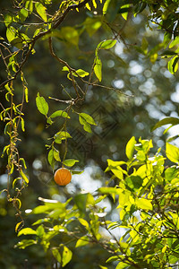 颜色食物在阳光下从树上挂一棵成熟的橙子有机图片