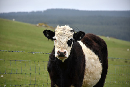英国动物草地围着栅栏站立的可爱带皮加罗道小牛图片