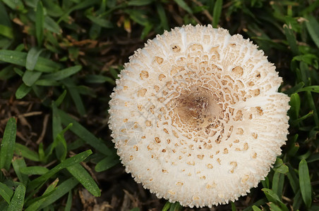 雨后春笋般的有毒花园里蘑菇的帽子菌类图片