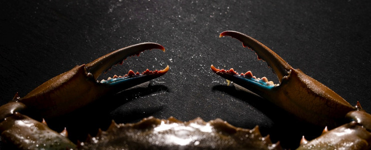 超过自然蓝螃蟹爪在黑暗背景全图像海鲜菜单空白水图片