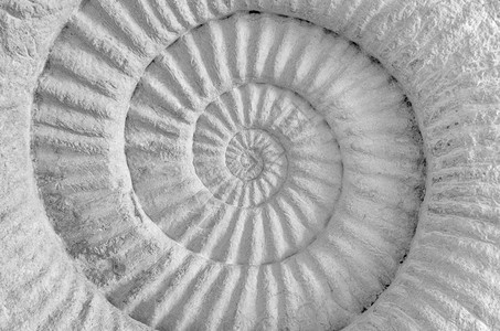 在石头表面关闭Ammonite古史前化石在上关闭Ammonite古史前化石自然圆圈进图片