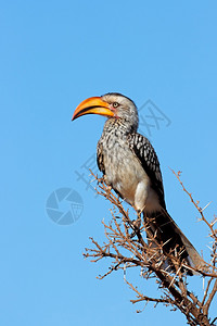 托库斯荒野喙一只黄卷的喇叭笛托克南非夹在一棵树上图片