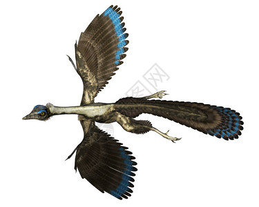 史前爬虫以白色背景孤立飞行的箭形鸟类恐龙3D使Archeopteryx鸟类恐龙飞行3D生物图片