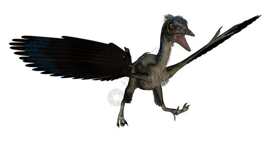 始祖鸟在白色背景中孤立的箭形鸟类恐龙登陆3D化成箭形鸟类恐龙登陆3D化成侏罗纪自然图片