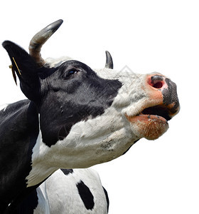 自然常设眼睛在白牛口罩上被孤立的有趣奶牛关闭黑白肖像图片