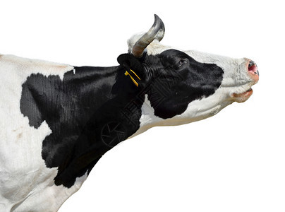 乳制品国内的脸在白牛口罩上被孤立的有趣奶牛关闭黑白肖像图片