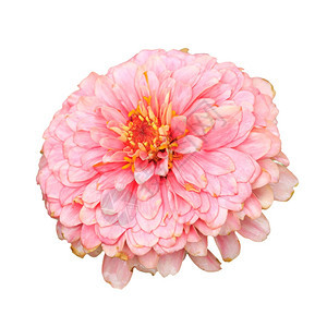 颜色植物群白背景的Zinnia花朵粉图片