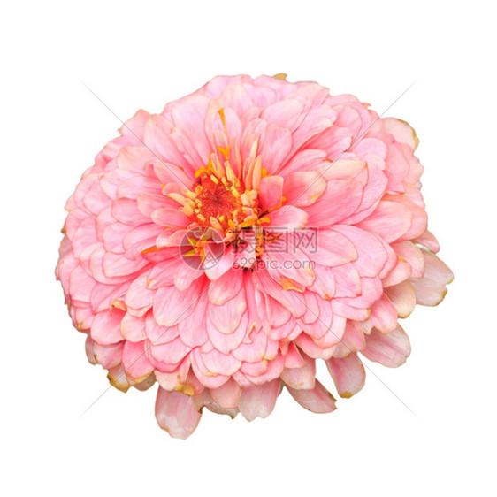颜色植物群白背景的Zinnia花朵粉图片