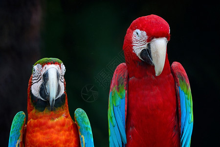 可爱的美丽鹦鹉鸟绿翼马考和哈莱金的肖像简介羽毛鸟舍图片