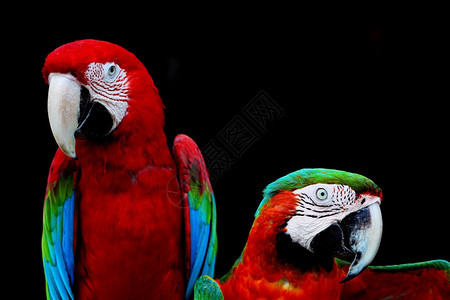 美丽的鹦鹉鸟绿翼马考和哈莱金的肖像简介阮詹红色的金子图片
