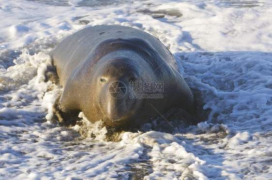 生物亨德森野动濒危大象海豹在浪中的滩上图片