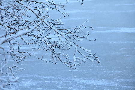 冬季风景自然的雪落白在树上的枝分支白色的圣彼得堡图片