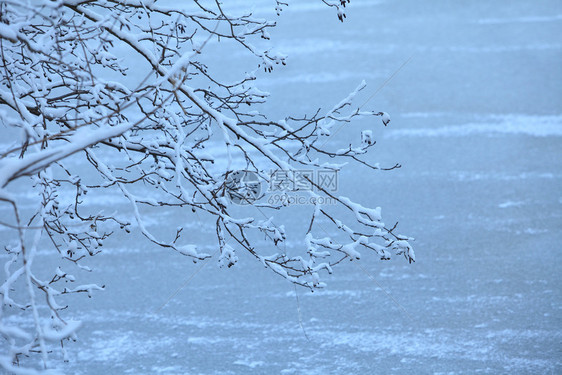 冬季风景自然的雪落白在树上的枝分支白色的圣彼得堡图片