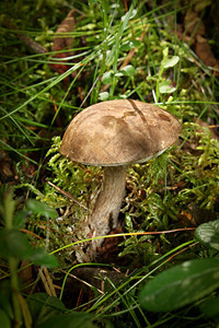 绿色季节单身的以绿秋森林苔草背景种植的蘑菇图片