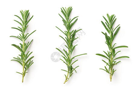 草本植物最佳罗斯玛丽在白色背景上被孤立图片