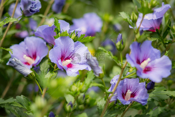颜色紫芙蓉花盛开的莎朗芙蓉玫瑰美丽的自然图片