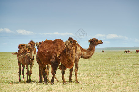 草原上的骆驼图片