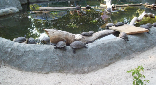 自然空中露天公园的海龟环境门户14图片