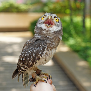 野生动物猫头鹰图片