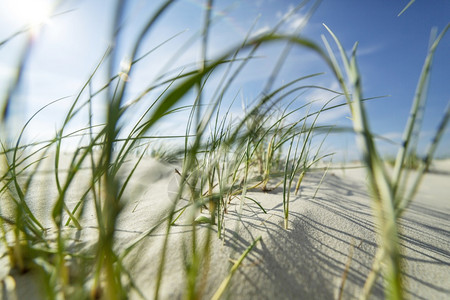 弗里西亚田园诗般的近距离观察沙丘上的沿海草地夏日的阳光下沙丘背斜克尼普桑图片