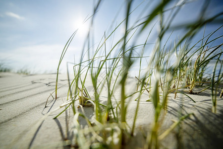 近距离观察沙丘上的沿海草地夏日的阳光下沙丘背斜户外夏天弗里西亚图片