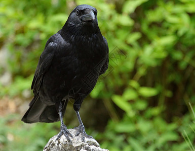 羽毛美丽的黑乌鸦站在岩石上一种绿色图片