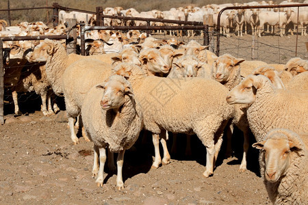 南非农村场的棚头羊中梅里诺非洲哺乳动物家畜图片