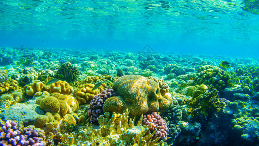 热带动物野生红海中珊瑚礁的景象图片