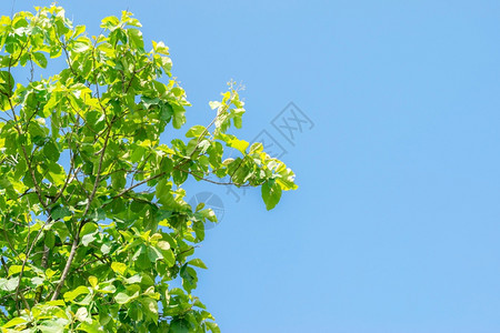 以蓝天背景关闭茶叶的顶端子装饰树细节图片