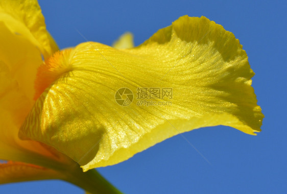 自然黄色爱丽丝花缝合开夏天图片