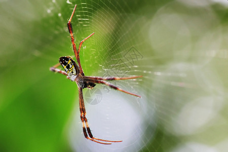 美丽花昆虫蜘蛛网上的图片