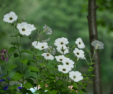 花瓣芽开绿色园中的白朵图片