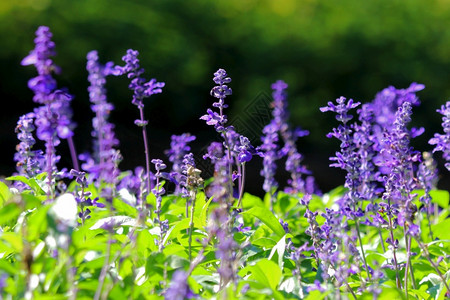 美丽场地花园中蓝沙洛维娅花的相片丰富多彩图片