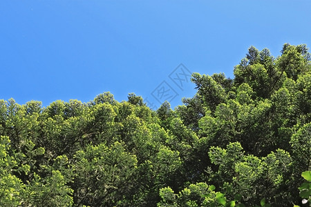 夏天白种人森林新的fir分支绿针图片