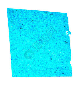 显微镜下的ViciaDicot叶WM40x根照片实验室图片