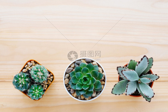 室内植物装饰风格仙人掌木本底的Cactus和辅助植物有复制空间顶视图平地助产家庭植树趋势设计概念图片