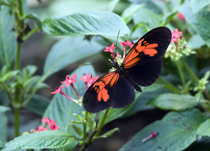 昆虫漏洞美丽的蝴蝶在荷兰戈斯的蝴蝶花园户外图片