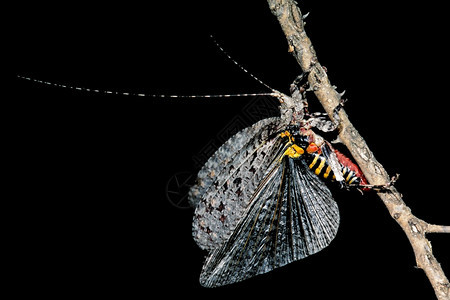 蝈一个色彩多的非洲卡蒂迪德在树枝上有着开阔的翅膀昆虫细节图片