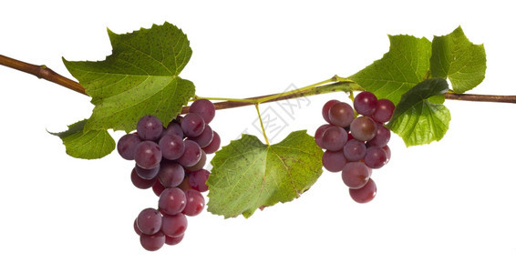 自然水果葡萄上白色孤立的分支浆果图片