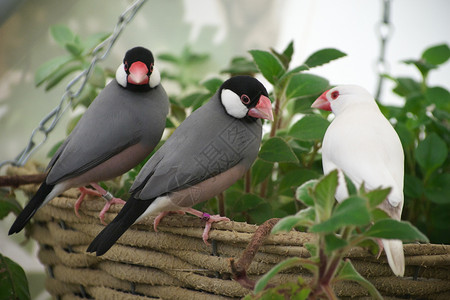 白色的阿玛丁在温室篮子边上鸟儿们坐在一个篮子边缘灰色的图片