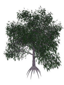 自然农业秋天白底色孤立的佩坎树3D化为佩坎树图片