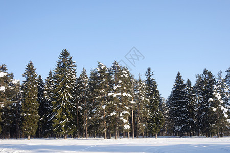 白雪皑冷冻针叶俄罗斯弗拉基米尔地区无花森林中的雪树风毛俄罗斯弗拉基米尔地区图片