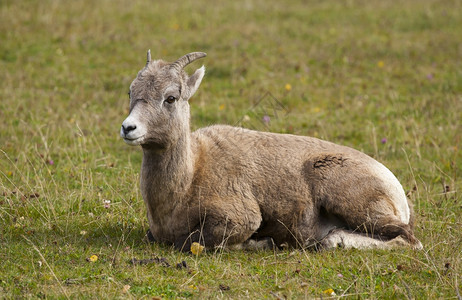 碧玉Ewebighorn羊群在草丛中反响多岩石的牛科动物图片
