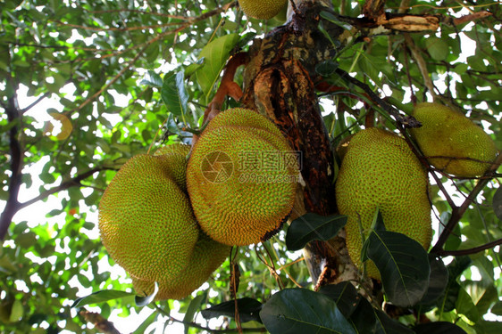 菠萝蜜花园饮食水果的树上有一棵白菜图片