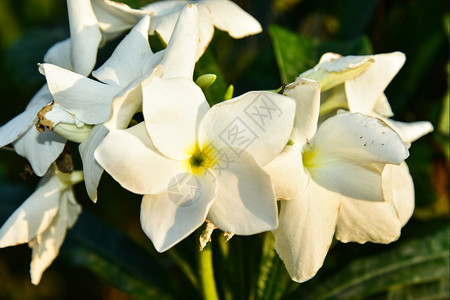 夏威夷植物弗朗吉帕尼花朵巴厘岛图片