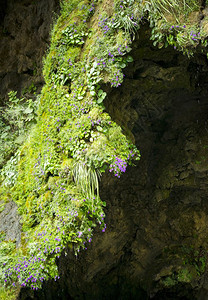 自然墨西哥恰帕斯圣诞树瀑布上的花草和本背景摘要墨西哥恰帕斯州圣诞树瀑布上漂浮的花草和本背景矿物悬垂图片