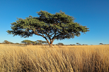 景观叶子南非草原的洲骆驼树Vachelliaereoloba户外图片