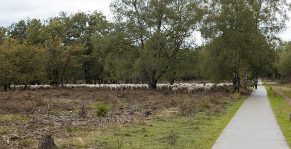 Kootwijk荷兰18okt20Shepard与羊群在公园develuwe放牧Shepard与羊群放牧白色的环境图片