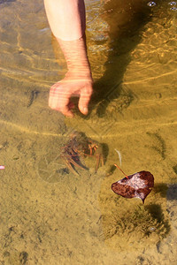 铺设男人类的手在河水中抓到癌症人的手在透明河水中抓到癌症图片
