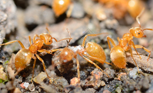 动物黄色的蚂蚁LasiusFlavus在蚁丘极端宏观红色的图片
